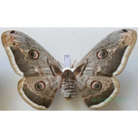 Saturnia pyri (Denis & Schiffermüller, 1775) female Pawica gruszówka Croatia 115mm79